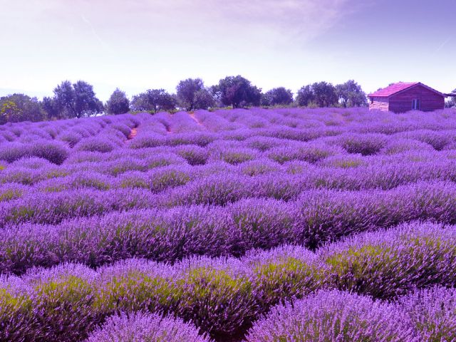 Lavanta Tarlaları Salda Gölü Pamukkale Çeşme Alaçatı Turu (1 Gece Otel Konaklamalı)