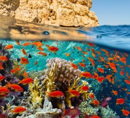 İstanbul Hareketli Ajet İle Kızıldeniz Rüyası; Prestij Sharm El Sheıkh Turu 4 Gece