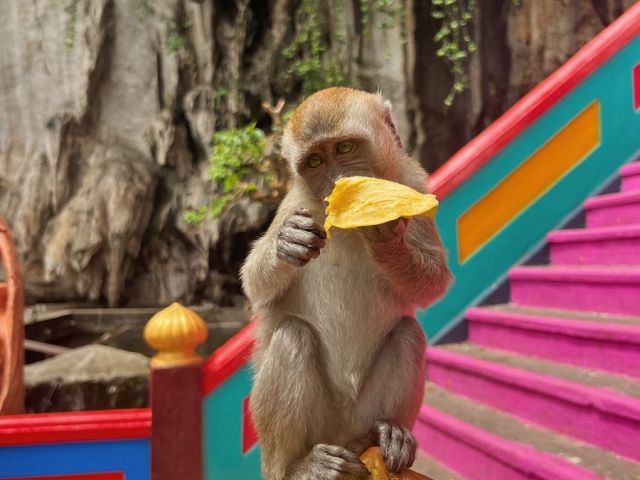 Bangkok -Pattaya - Phuket Turu 7 Gece Ekstra Turlar Dahil Saudi Havayolları İle