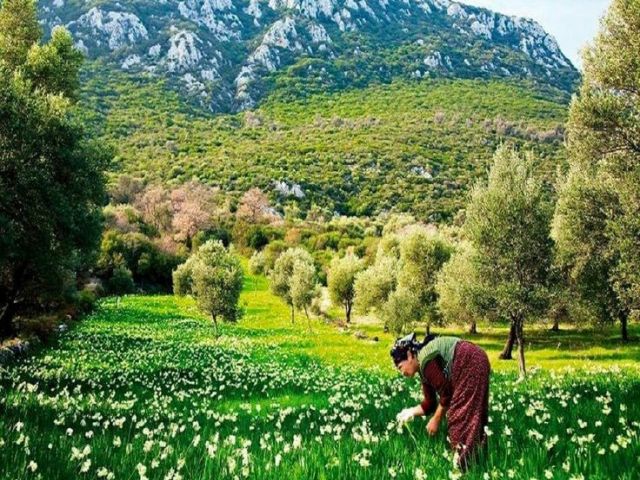 Sevgililer Günü Özel Uçaklı Nergis Çiçeği ve Datça Badem Çiçeği Festivali 2 Gece